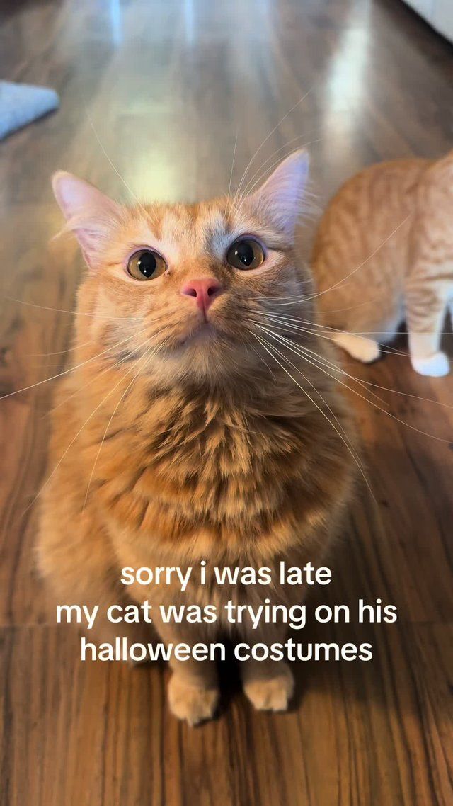 Halloween Pet Costume Reveal by @theferalcheeto on TikTok
