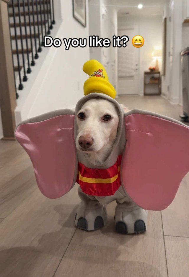 Halloween Pet Costume Reveal by @eeveethuween on TikTok